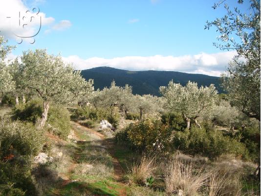 Κτήμα με ελιές με παλιό πέτρινο σπίτι